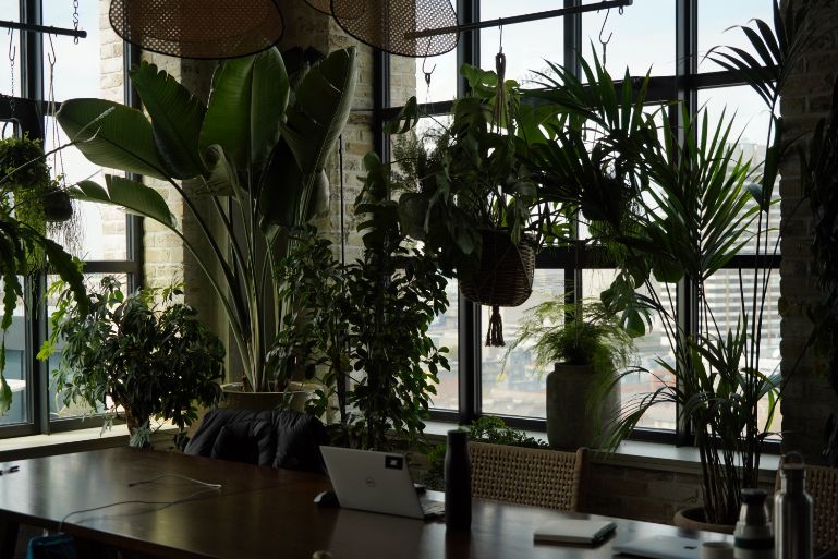 A hot desk on the 12th floor of Working From at The Hoxton. Surrounded by plants and with views over London.